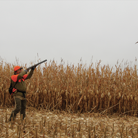 Pheasant hunting field #2